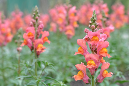 751245 (a): :2500x1660